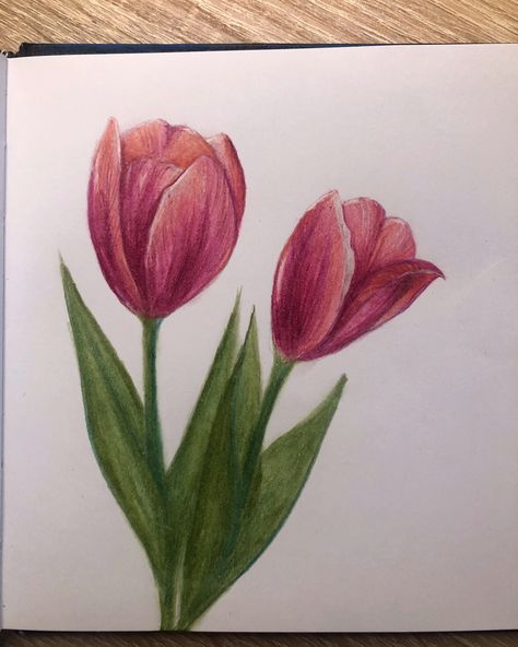 IG: indossatriceee VIDEO: Tiktok: indossatriceee #artideas #painting #paintingideas #drawing #drawingideas #drawingpen #blackandwhiteart #penart #drawingpen #ideas #whattodraw #eyedrawings #drawingtutorials #flowers #flowertattoos #flowertutorial #flowerdrawing #tulip #tulipart #tulipdrawing #tulipán Tulip Flower Drawing, Grass Drawing, Tulip Drawing, Tulip Colors, Tulips Art, Collage Drawing, Draw Ideas, Flowers Drawing, Video Tiktok