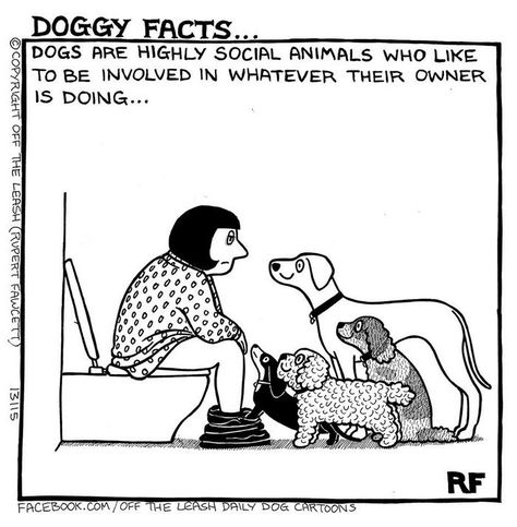 These Comics About Life With Dogs Are Almost Too Accurate - I Can Has Cheezburger? Dog Comics, Dog Quotes Funny, Boxer Puppy, Dog Dental, Yorkshire Terrier Puppies, Dog Facts, Animal Hospital, Cartoon Dog, Cat Clothes