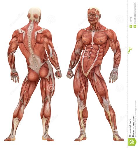 Body Muscle Anatomy, Muscular System Anatomy, Human Muscular System, Art Techno, Leg Anatomy, Human Muscle Anatomy, Muscle System, Ap Drawing, Man Anatomy