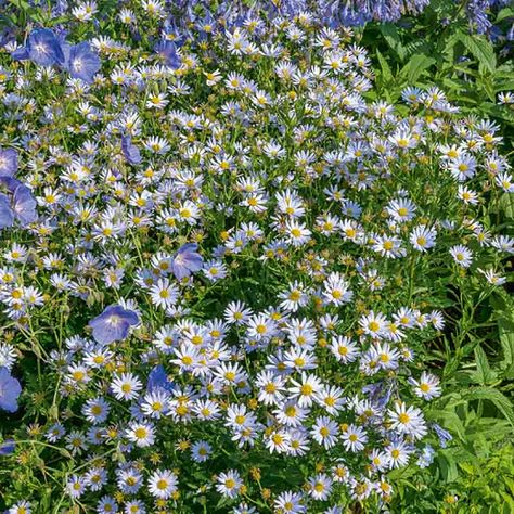 Starry Flowers, Pale Blue Flowers, Mexican Sunflower, Perennial Border, Traditional Garden, Garden Oasis, Buy Plants, Plant Combinations, Deck Garden