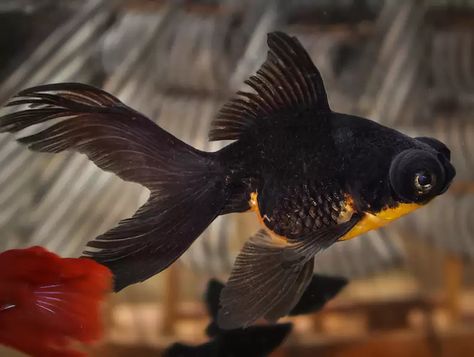 Types Of Goldfish: 16 Varieties For People Who Love Pet Fish - DodoWell - The Dodo Types Of Goldfish, Black Moor Goldfish, Veiltail Goldfish, Lionhead Goldfish, Shubunkin Goldfish, Ryukin Goldfish, Common Goldfish, Comet Goldfish, Goldfish Types