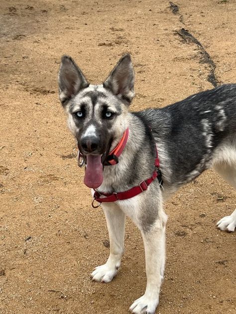 Dog for adoption - Kya, a German Shepherd Dog & Siberian Husky Mix in Chico, CA | Petfinder Husky German Shepherd Mix Dogs, German Shepherd Husky Mix, German Shepherd Husky, Siberian Husky Mix, Shepherd Mix Dog, German Shepherd Mix, Husky Mix, German Shepherd Dog, Family Dogs