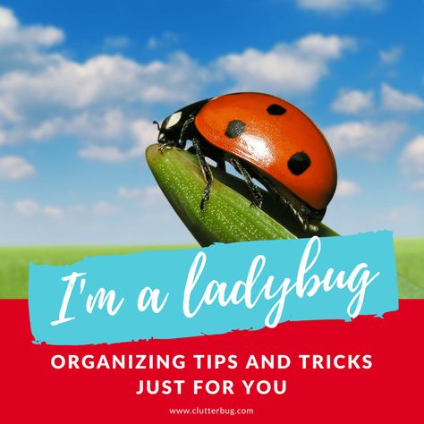 Clutter Bug Ladybug, Ladybug Clutterbug, Clutterbug Ladybug Organization, Clutterbug Ladybug, Ladybug Organization, Clutterbug Organization, Clutter Bug, Organized Ideas, Organize Tips