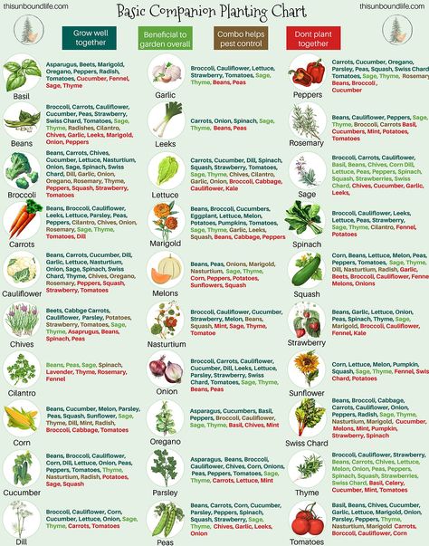 Planting Chart, Companion Planting Guide, Companion Planting Chart, Companion Planting Vegetables, Companion Gardening, Vege Garden, Garden Companion Planting, When To Plant Vegetables, Tattoo Plant