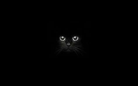 Black Cat Desktop Wallpaper Aesthetic, Black Cat Cover Photo, Black Cat Ipad Wallpaper, Black Cat Pc Wallpaper, Macbook 15 Inch Wallpaper Aesthetic, Cat Desktop Wallpaper Aesthetic, Black Background Aesthetic Landscape, Black Cat Wallpaper Laptop, Black Cat Desktop Wallpaper