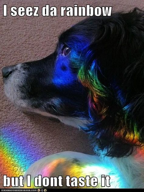 WHY DON'T I TASTES IT? Dog Fails, Hipster Dog, Doberman Love, Disabled Dog, Rainbow Dog, Rainbow Aesthetic, Cute Rainbow, A Rainbow, Spirit Animal