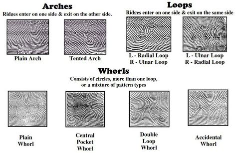 Different Fingerprint Patterns Diamond Printable, Types Of Fingerprints, Paper Chromatography, Gravitational Force, Junior Detective, Dna Fingerprinting, Cc Cycle 3, Classroom Lesson Plans, Living Single