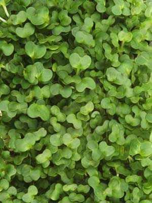 Cress - Excellent in juice helps detox. Cress Plant, Apple Tree From Seed, Seed Sprouter, Growing Microgreens, Plant Pests, Garden Planner, Garden Services, Crop Rotation, Plant Information