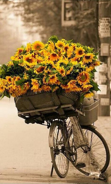 Bicycle Pictures, California Wildflowers, Good Morning In Spanish, Sunflowers And Daisies, Virtual Flowers, Sunflower Pictures, Sunflower Art, Beautiful Flower Arrangements, Autumn Beauty