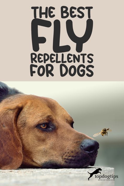 No pet owner wants to see their dog constantly pestered by flies. 🐶💢 The right repellent can make all the difference, but which ones are truly effective and safe for your pup? Discover the best fly repellents for dogs in our comprehensive guide! 📘🌿 Fly Repellant For Dogs Diy, Diy Fly Spray For Dogs, Fly Spray For Dogs, Fly Repellant For Dogs, Essential Oil Dog Spray, Home Remedies For Flies, Fly Repellant Diy, Fly Deterrent, Deer Fly