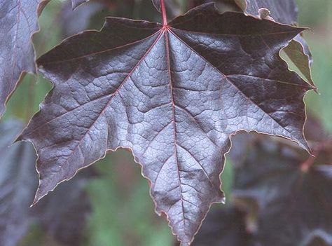 Maple 'Crimson King' Red Sunset Maple, Maple Tree Leaf, Acer Platanoides, Crimson King, Landscape Plants, Red Sunset, Shade Trees, Red Leaves, Maple Tree