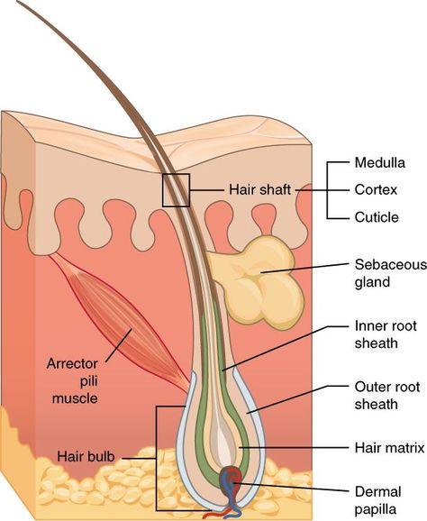 Hair Anatomy, Cosmetology Instructor, Structure Of Hair, Hair Theory, Clarify Hair, Skin Anatomy, Hair Science, Natural Hair Movement, Integumentary System