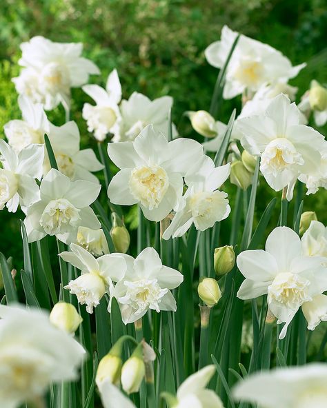 White Narcissus, Daffodils Planting, White Flowers Garden, Narcissus Bulbs, Perennial Bulbs, Narcissus Flower, Daffodil Bulbs, Sweet Fragrance, Flower Bulbs