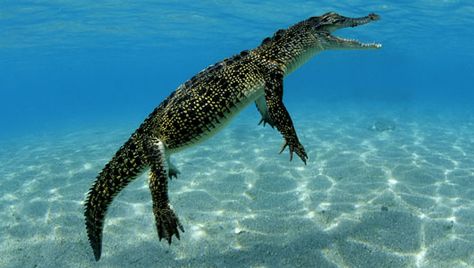 saltwater #crocodile. #reptile Alligator Reference, Types Of Crocodiles, Saltwater Crocodile, Real Magic, Water Photography, Crocodiles, Reptiles And Amphibians, Killer Whales, Magic Spells