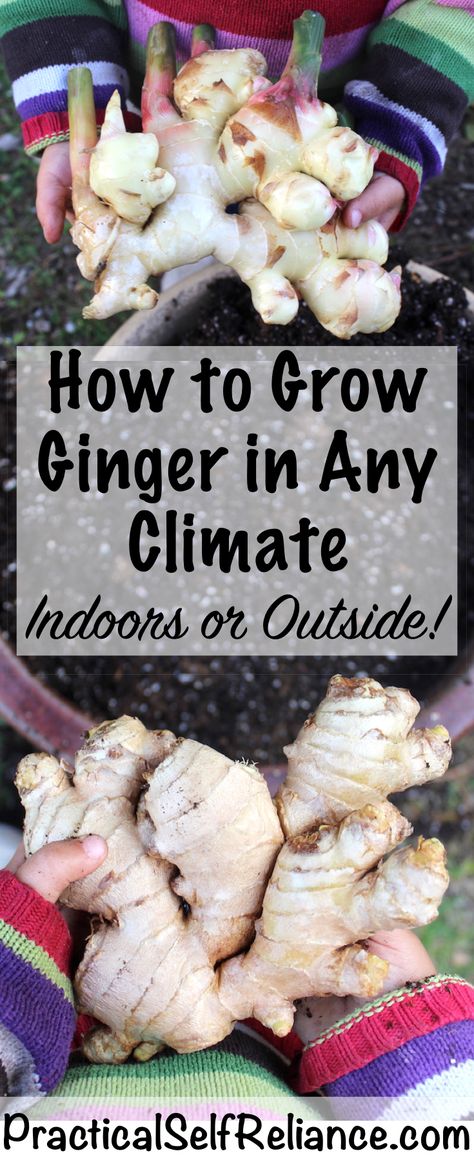 Grow Your Own Ginger in Any Climate (Indoors or Outdoors) Regrowing Vegetables, Potato Planters, Ginger Rhizome, Greenhouse Farming, Growing Ginger, Indoor Vegetables, Farming Life, نباتات منزلية, Indoor Vegetable Gardening