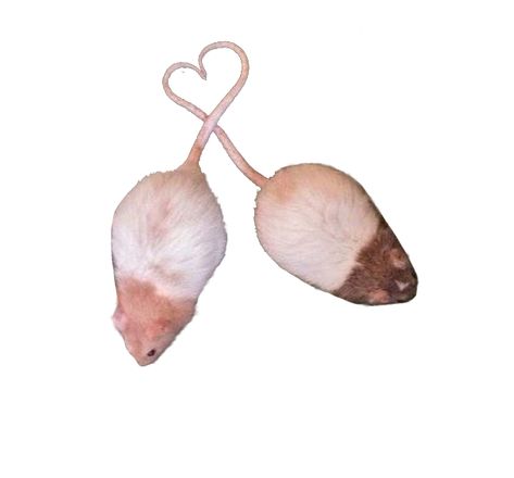 Rat Png, Moodboard Png, Mouse Png, Png Heart, White Mouse, Widget Icons, Png Aesthetic, Widget Icon, Mice