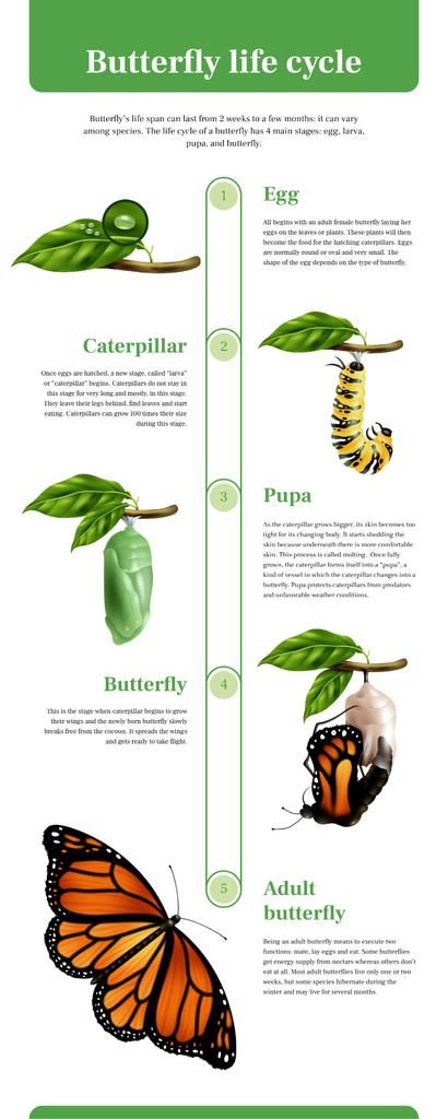 Butterfly Infographic, Butterfly Identification, Butterfly Facts, Monarch Butterfly Garden, Butterfly Metamorphosis, Types Of Butterflies, Process Infographic, Powerpoint Backgrounds, Butterfly Life Cycle