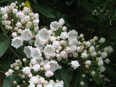 Kalmia latifolia (Mountain Laurel) - World of Flowering Plants Laurel Bush, Laurel Shrub, Laurel Flower, Kalmia Latifolia, Mountain Laurel, Poisonous Plants, Native Garden, Evergreen Shrubs, Flower Lover