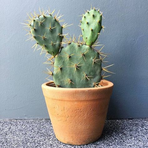 Cactus Reference, Small Cactus Plants, Cactus Photo, Cactus Water, Plant Texture, Succulent Garden Diy, Small Cactus, Watercolor Cactus, Plant Decor Indoor