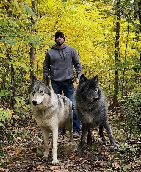 Instagram post by Wolf Wolves 🐺 • Dec 24, 2020 at 3:00pm UTC Wolf Dog Breeds, Wolf Hybrid Dogs, Wolfdog Hybrid, Pet Wolf, Wolf Dogs, Wolf Hybrid, Wolf Photos, Wolf Love, Hybrid Dogs