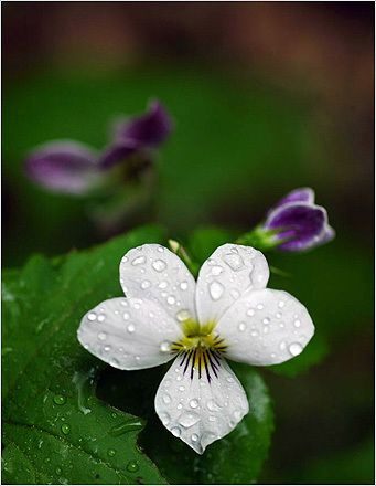 White Violets, Walden Pond, Purple Streaks, White Violet, Violet Flowers, Sweet Violets, Woodland Garden, White Gardens, African Violets