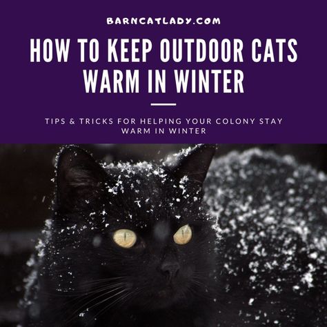 How to Keep Outdoor Cats Warm in Winter – The Barn Cat Lady Dog Igloo, Cat Shelters For Winter, Outdoor Cat Shelter, Cat Feeding Station, Barn Cat, Winter Tips, Sick Cat, Outdoor Cat House, Winter Cat