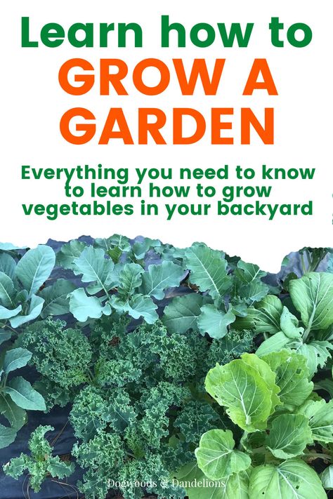 Don't know where or how to start growing a garden? Let me help you figure out what type of garden you want to grow so you can start growing your own vegetables in your backyard. This post will also help you learn when to plant specific vegetables so you plant them at the right time and even how to understand how to choose the vegetables you should grow. backyard gardening | beginning gardening | vegetable gardening Beginning Gardening, Raised Container Garden, Easy Gardening Hacks, Growing A Garden, Lasagna Gardening, Grow A Garden, Start A Garden, Easy Gardening, Gardening Zones