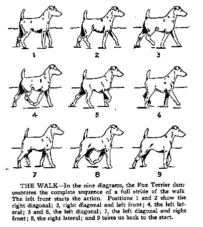 Animation Tips, Walking Animation, Walking Dogs, Dog Comics, Animation Storyboard, Border Terrier, Different Dogs, Fox Terrier, Dog Drawing