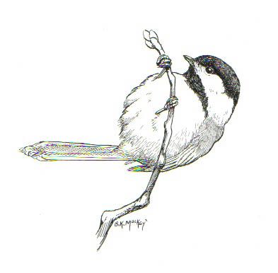 Chickadee Drawing, Vogel Tattoo, Bird Sketch, Chickadees, Desenho Tattoo, Birds Tattoo, Bird Drawings, Watercolor Bird, Birds Painting