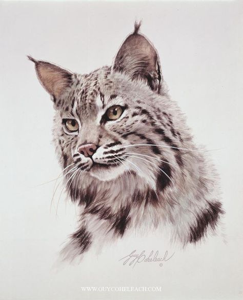 Guy Coheleach, Lynx Tattoo, Cats Painting, Big Cats Art, Wildlife Paintings, Animals Artwork, Animal Sketches, Cat Portraits, Drawing Tutorials