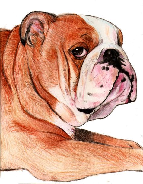 bulldog portrait pastels on paper Dog Pencil Drawing, English Bulldog Art, Emily English, Bulldog Drawing, Drawings Photos, Dogs Playing Poker, Bulldog Tattoo, Charleston Art, Dog Portraits Art