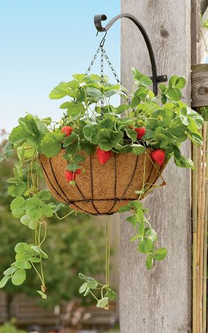 Strawberry Hanging Basket, Grow Berries, Mini Orchard, Types Of Strawberries, Strawberry Bush, Fruit Tree Garden, Berry Garden, Fairy Glen, Strawberry Planters