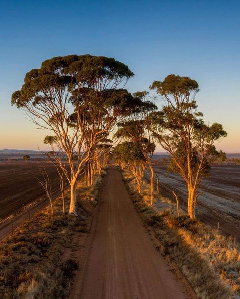 Rural Australia Aesthetic, Aussie Country Aesthetic, Aussie Outback, Tree Silhouette Tattoo, Rural Photography, Australia Landscape, Australian Farm, Australian Road Trip, Drawing Scenery