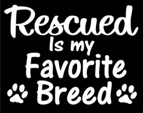 HUGE THANKS to everyone who opened their heart and home to an animal from our shelter! We'd love to see photos of your furkids in their forever homes! Rescue Dog Quotes, Rescue Quotes, Dogs Stickers, Adopt Dog, Car Fridge, Puppy Photography, Window Laptop, Dog Decals, Dog Signs