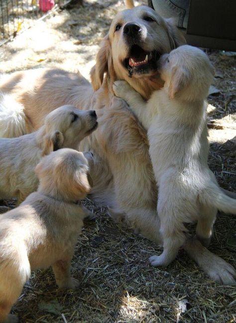 Here are ten videos of mama dogs and their puppies that show how truly special the relationship and bond is between puppies and their moms. Perros Golden Retriever, Positive Dog Training, 골든 리트리버, Dog Mama, Retriever Puppy, Dogs Golden Retriever, Golden Retrievers, Family Dogs, Beautiful Dogs