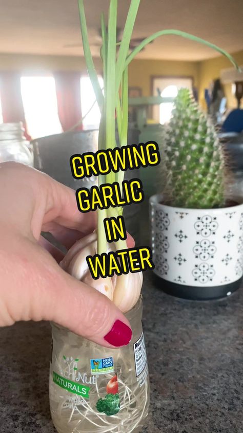 @gardenmama40 Growing garlic from the grocery store in water on the kitchen counter🌱👩🏻‍🌾 garlic greens can be used in many dishes or plant in soil to ..., #didyouknow #fyp #gardening #gardeningtips #gardenmama40 #gardentok #garlic #growingfood #growyourownfood #homestead #indoorgardener #indoorgardening #learnontiktok #plants #plantsoftiktok #vortmanhomestead Check more at https://relia... Garlic Greens, Growing Garlic, Grow Your Own Food, Growing Food, Kitchen Counter, In Water, Grocery Store, Gardening Tips, The Kitchen