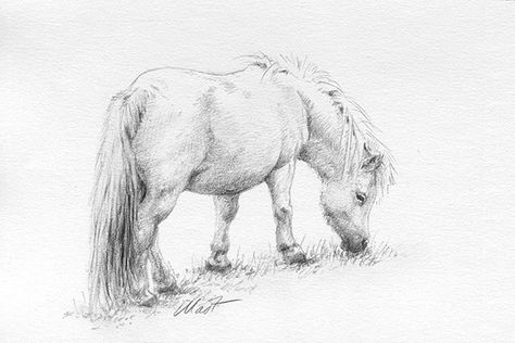 Yelena Shabrova ~ A sketch a day: grazing pony ~ graphite pencil on Canson drawing paper, 6″ x 4″ ~~~ Despite several amazing finds among drawing apps and all niceties they offer, I find myself again with a piece of paper and a graphite pencil. Must be a habit. ~~~ http://shabrova.com/artblog/a-sketch-a-day-grazing-pony/ #sketches #drawings #horses #ponies Shetland Pony Drawing, Pony Sketch, Equine Art Pencil Drawings, Botanical Art Drawing, Horse Pencil Drawing, Dog Pencil Drawing, Drawing Apps, Horse Tattoo Design, Game Camera