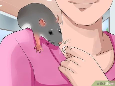 How to Shoulder Train a Pet Rat (with Pictures) - wikiHow Rat Pet, Rat Care, Training A Puppy, Dog Training School, Shoulder Training, Pet Rat, Dog Minding, House Training Dogs, Dog Brain