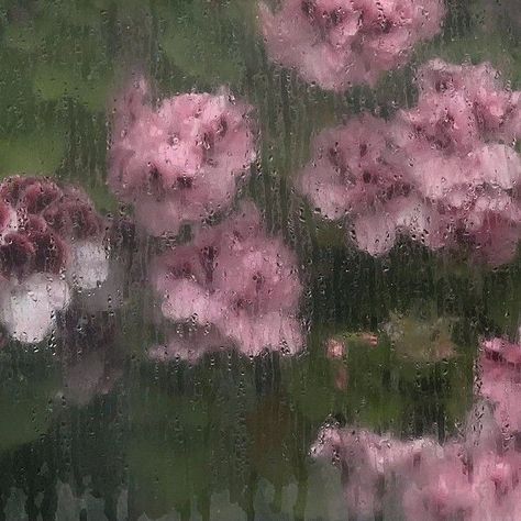 Aesthetic Flower Wallpaper, Wet Flowers, Weather Photography, Rainy Window, Notion Aesthetic, Foggy Weather, Rainy Day Aesthetic, Day Aesthetic, Pink Photography