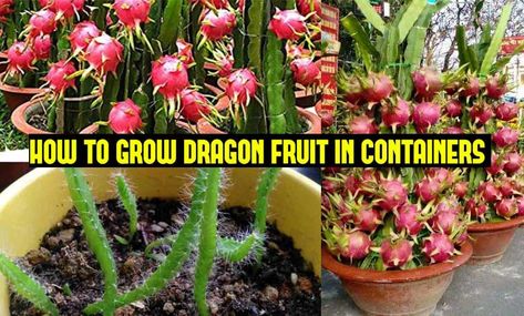 How to Grow Dragon Fruit in Pots | Growing Dragonfruit (Pitaya) Planting Dragon Fruit Seeds, How To Take Care Of Dragon Fruit Plant, Dragon Fruit Indoor Plant, Dragon Fruit Plant Care, Dragon Fruit Cactus Indoor, Dragon Fruit Growing Tips, Growing Dragon Fruit From Seed, Dragonfruit Plant How To Grow, Growing Dragon Fruit In Pots