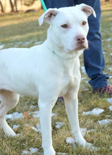 Hi, I'm Snow White! I'm a young spayed female white American Pit Bull Terrier / Mix. White Pitbull Puppies, White American Pitbull Terrier, Female Pitbull, White Staffordshire Bull Terrier, White Pitbull, Gray And White Pitbull, Chihuahua Terrier Mix, White And Brown Pitbull, Bully Breeds Dogs