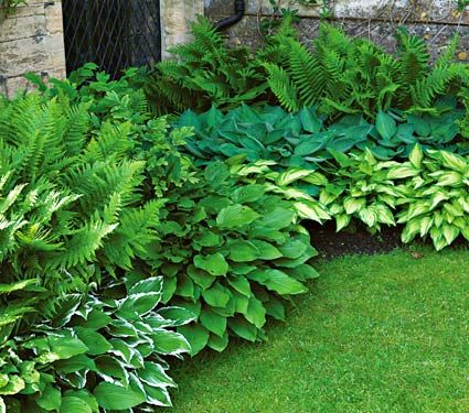 starter shade Step Landscape, Starter Garden, Landscaping Blocks, Shade Garden Plants, Shade Perennials, Garden Shrubs, Garden Borders, Chelsea Flower Show, Pallet Ideas