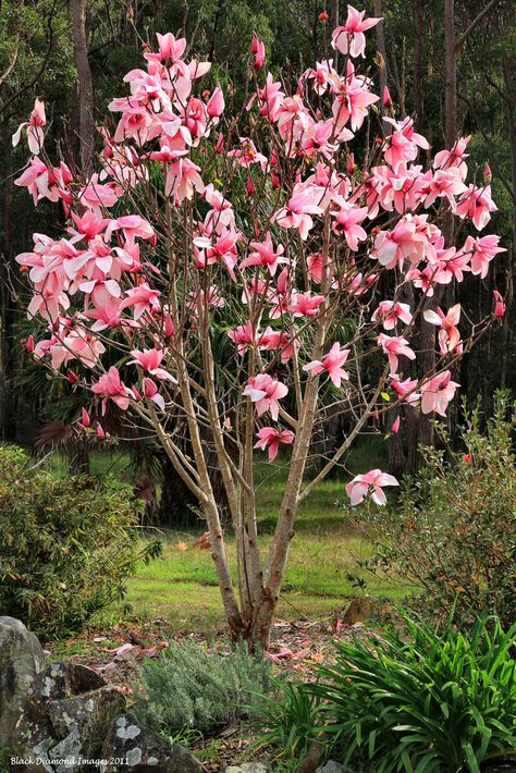 Lily Magnolia tree for outside kitchen/ sink window Saucer Magnolia Tree, Fragrant Garden, Magnolia Tree, Garden Plant Pots, Home Garden Plants, Garden Shrubs, Magnolia Trees, Tree Seeds, Ornamental Trees