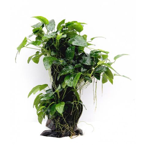 Don't underestimate anubias just because people call it a "beginners" plant. Anubias Plant, Shrimp Tank, Fish Tank Plants, Fish Ponds, Low Tech, Free Plants, Tropical Rainforest, Perfect Plants, Freshwater Aquarium