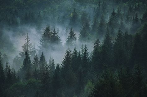 Mystical mist | by Arianna Ceccarelli Photography Twilight Aesthetic Laptop Wallpaper, Twilight Aesthetic Macbook Wallpaper, Twilight Desktop Wallpaper Hd 1080p, Twilight Core Aesthetic Wallpaper Laptop, Forks Aesthetic Twilight, Twilight Wallpaper Laptop, Arianna Core, Twilight Forest, Twilight Core