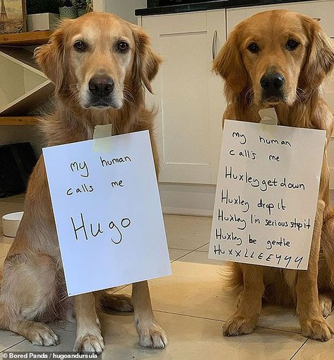 Pet Shaming, Animal Shaming, Diy Dog Costumes, Dog Shaming, Cardigan Winter, Winter Cardigan, Diy Dog, Dog Costumes, Cardigan Women