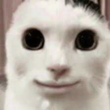 cat meme, memes, shitpost, cat, kitty, cursed, cursed meme, roblox, funny, photoshop Animal With Human Face, Chat Icon Aesthetic, Cat With Human Face, Surprise Shawty, White Cat Meme, Huh Cat, Funny Looking Cats, Ugly Cat, Scary Cat