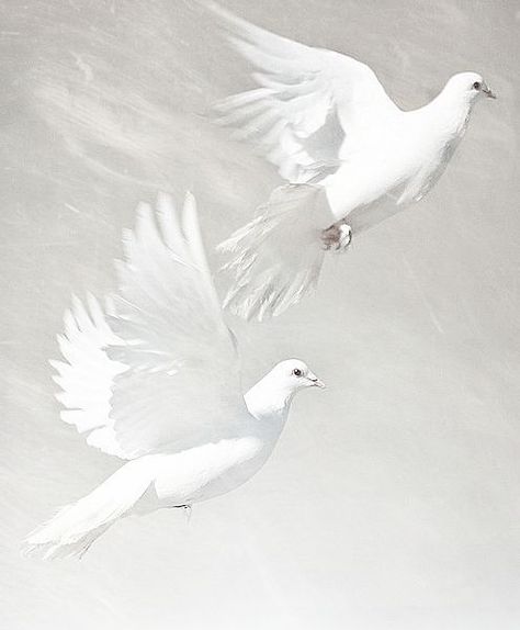 White Dove Aesthetic, Dove Aesthetic, Dove Drawing, Dove Painting, Dove Pictures, White Birds, White Dove, Aesthetic Tumblr, White Doves