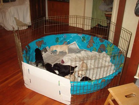 Puppy Cage Ideas, Labour Dog, Puppy Breeding, Welping Box, Puppy Whelping, Dog Breeding Kennels, Dog Whelping, Dog Whelping Box, Whelping Puppies