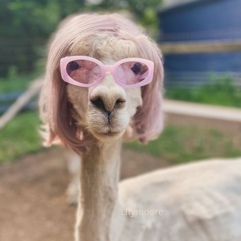 Bahia got all dressed up for her birthday! Lavender hair suits her - she absolutely loves how she looks dressed up. (I show her the picture.) To see our alpacas in costumes you can book tickets for a Very Fluffy Halloween happening in October. It is a super fun event! #costumeideas #alpacafun #adventuretravels #adventuretravel #vacationideas #nytravel #nyctravel #alpaca Halloween Tea Party, Farm Visit, Ny Trip, Lavender Hair, Nyc Trip, Fun Events, The Picture, Llama, Tea Party